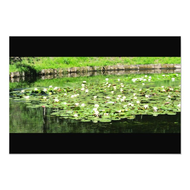 Lilien Tiergarten Fotodruck (Vorne)