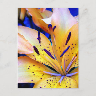 LilienArt Postkarte