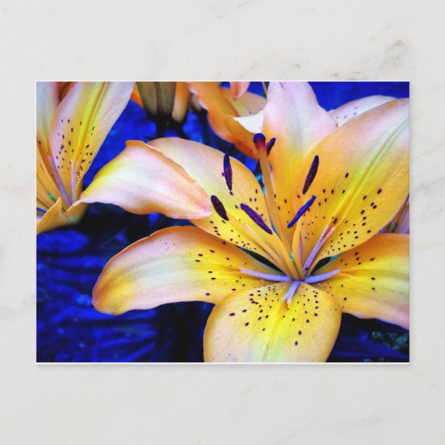 LilienArt Postkarte (Vorderseite)