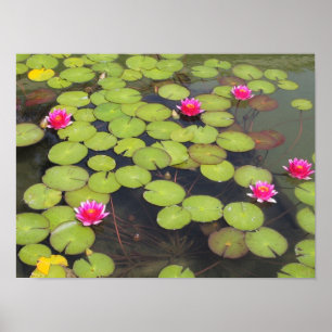 Lilienauflagen und Lotos-Blumen Poster