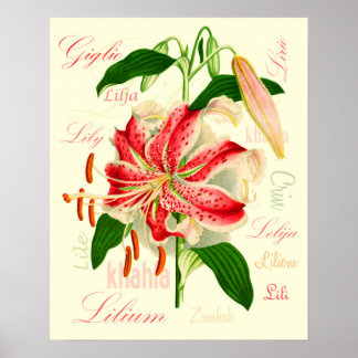 Lilienblumen Poster
