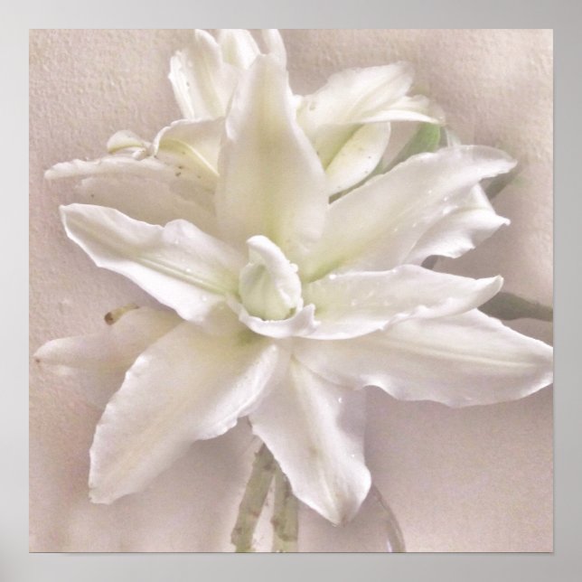 Lilienblüten erröten poster (Vorne)