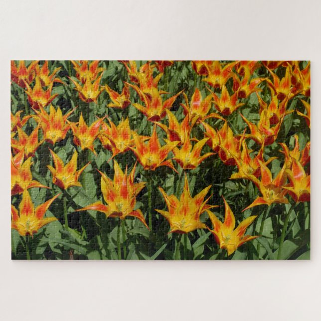 Lilienblütige Tulpe "Fly away." Orange. (Horizontal)