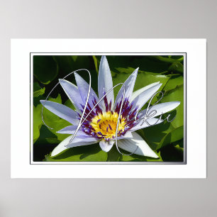 Lilienfolien, gelb und Lila Foliendrucke