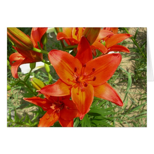 Lilienkarte (Vorderseite (Horizontal))