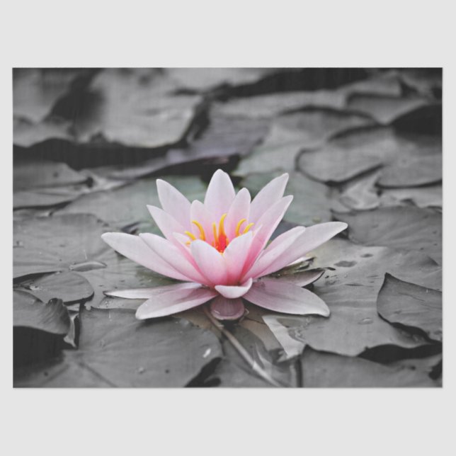 Lilienpapier Seidenpapier (Vorderseite)