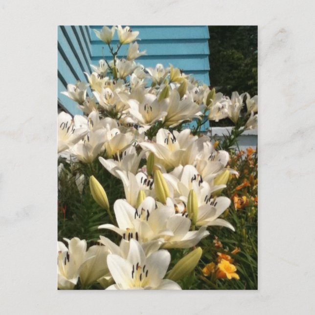 Lilies Blume Grüne Blätter Postkarten (Vorderseite)