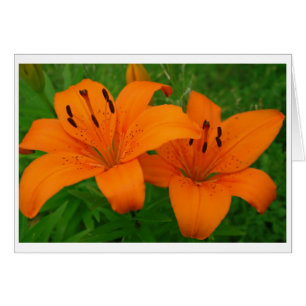 Lilies Card