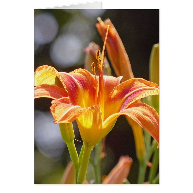 Lilies dans la lumière du soleil (Devant)