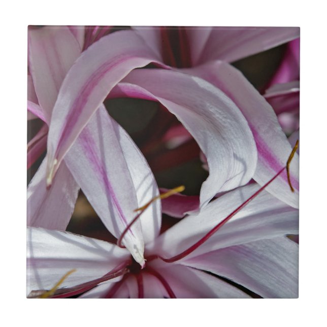 Lilies Fliese (Vorderseite)