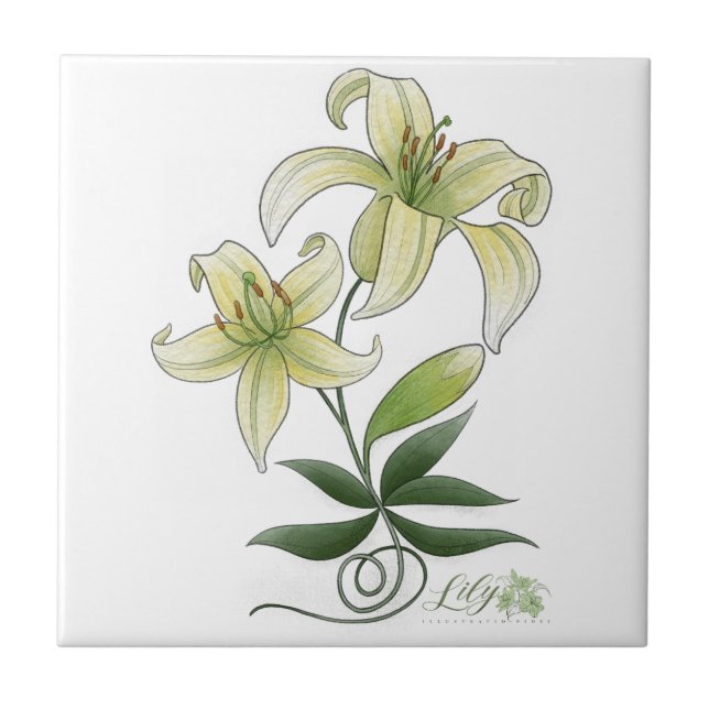 Lilies Fliese (Vorderseite)