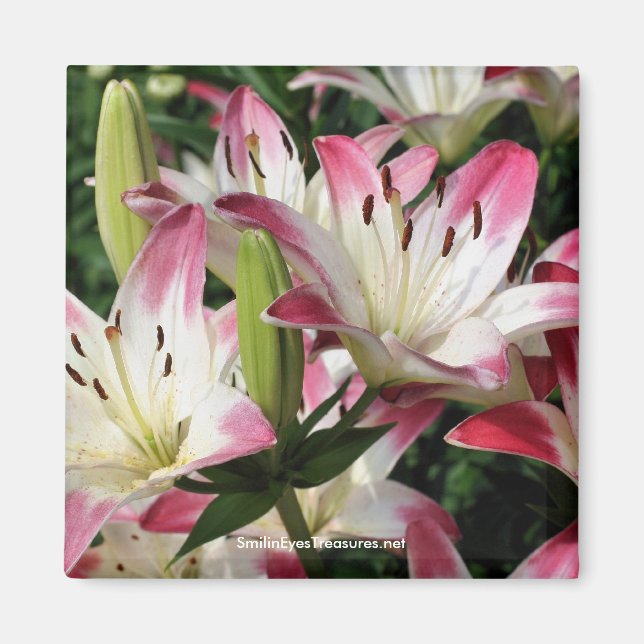 Lilies Flower Fotografy Magnet (Vorne)