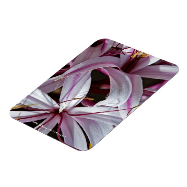 Lilies Magnet (Linke Seite)
