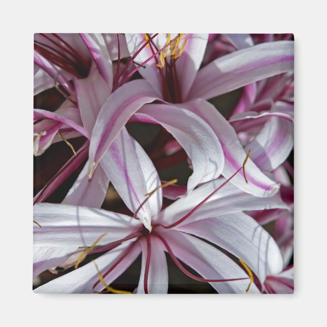 Lilies Magnet (Vorne)