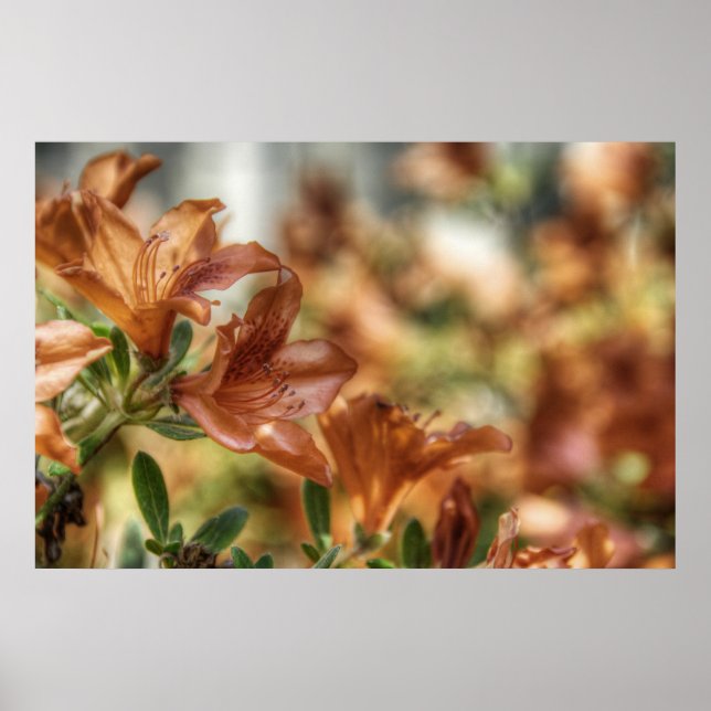 Lilies Poster (Vorne)
