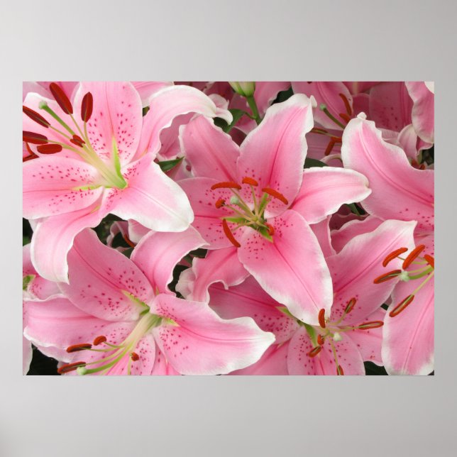 Lilies Poster (Vorne)