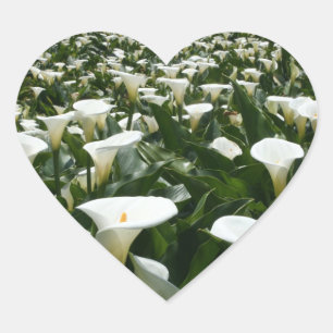 Lilies wachsen in Calla Lily Plantation, Taiwan Herz-Aufkleber