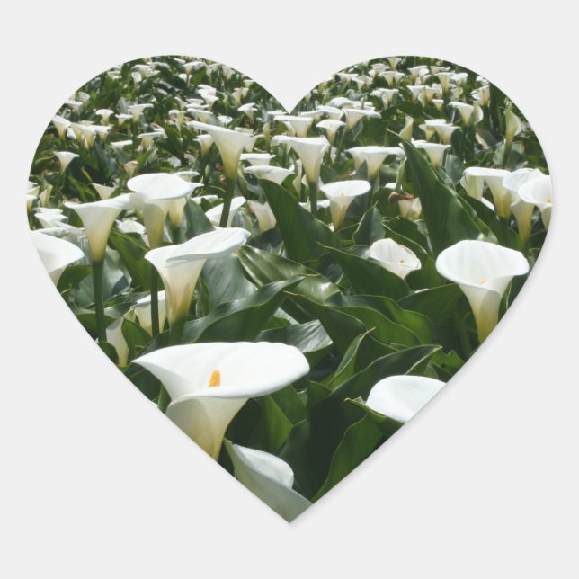 Lilies wachsen in Calla Lily Plantation, Taiwan Herz-Aufkleber (Vorderseite)