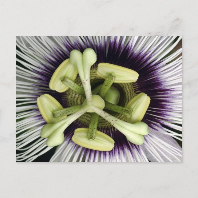 Lilikoi Blume Postkarte (Vorderseite)