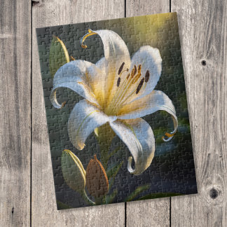 Lilium