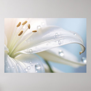 Lilium Blume Petal Nature Poster