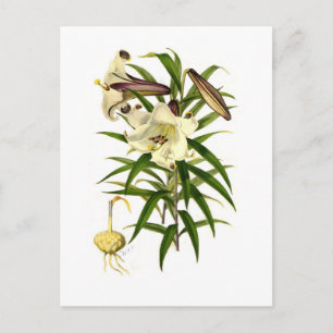 Lilium brownii postkarte