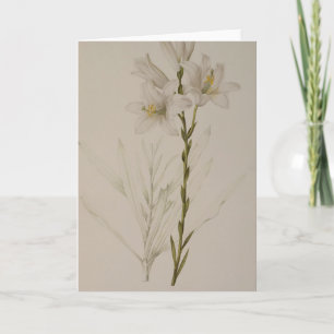 Lilium Candidum, von `Les Liliacees', 1807 Karte
