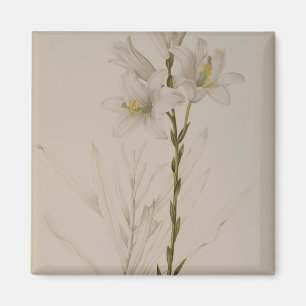 Lilium Candidum, von "Les Liliacees", 1807 Magnet