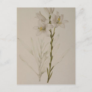 Lilium Candidum, von `Les Liliacees', 1807 Postkarte
