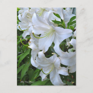Lilium "Casa Blanca" Postkarte] ポ ス トド Postkarte