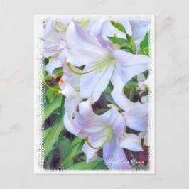 Lilium "Casa Blanca" Postkarte] ポ ス トド Postkarte