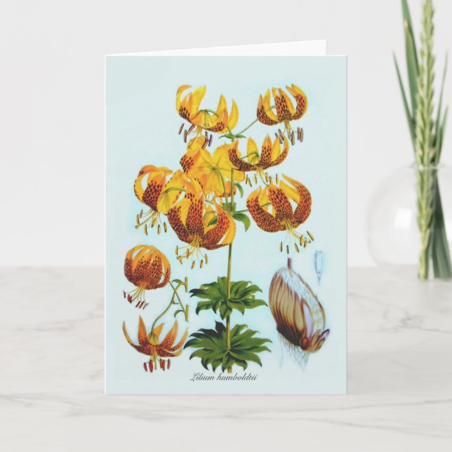 Lilium humboldtii karte (Vorderseite)