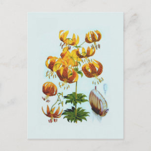 Lilium humboldtii postkarte