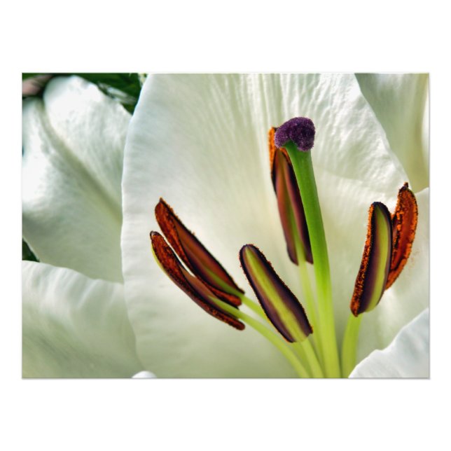 Lilium Oriental White Fotodruck (Vorne)
