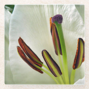 Lilium Oriental White Glasuntersetzer