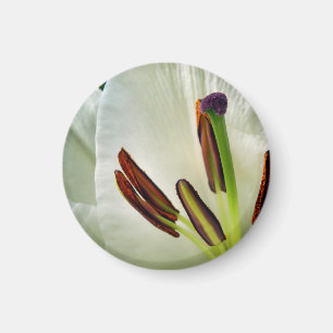 Lilium Oriental White Magnet