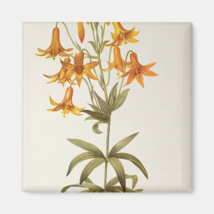 Lilium Penduliflorum, von "Les Liliacees", 1811 Magnet