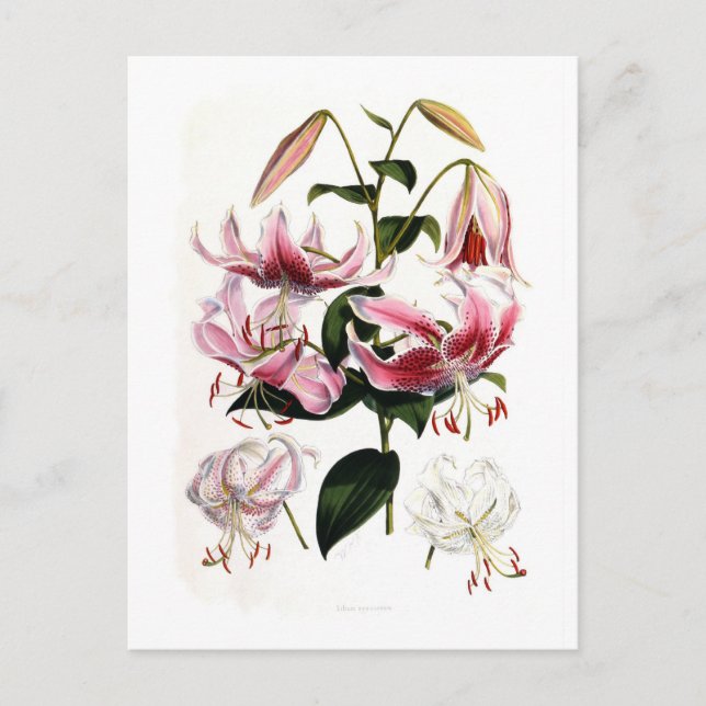 Lilium speciosum postkarte (Vorderseite)