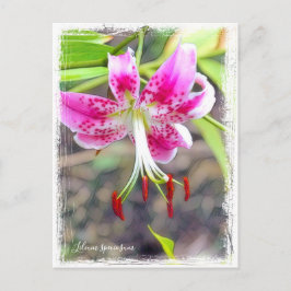 Lilium specium postcard ポ ス ド postkarte