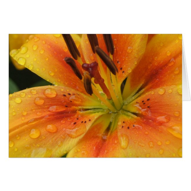 Lillies dans la pluie (Devant Horizontal)