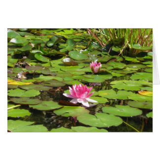 Lillies d'eau florissantes