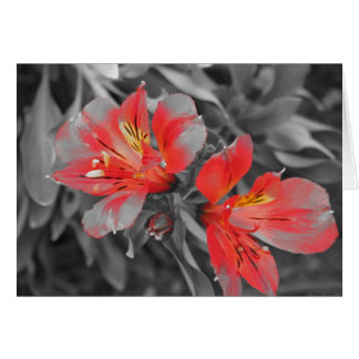 Lillies noir et blanc