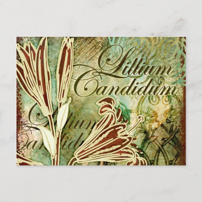 Lillium Candidum Postkarte (Vorderseite)