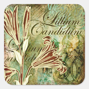 Lillium Candidum Quadratischer Aufkleber