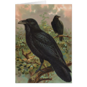 L'illustration vintage commune d'oiseau de Raven