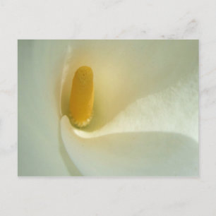 Lilly Center Postcard Postkarte