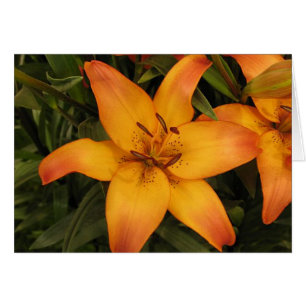 Lilly Gruß/Note Card