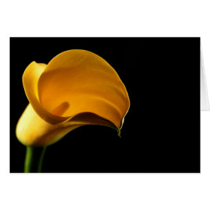 Lilly jaune