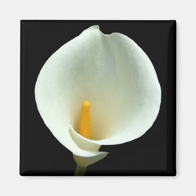 Lilly Magnet (Vorne)