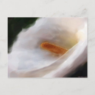 Lilly of the Nile Postcard Postkarte